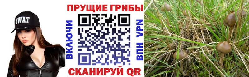 Галлюциногенные грибы GOLDEN TEACHER  блэк спрут ССЫЛКА  Вельск  наркошоп 
